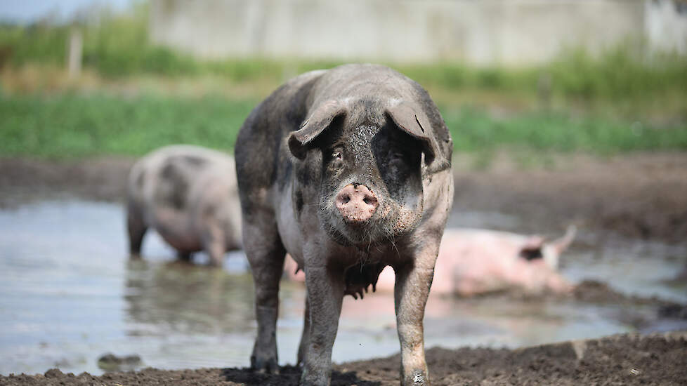 Van de respondenten vond 69 procent dat het welzijn van deze dieren in de komende tien jaar moet worden verbeterd.