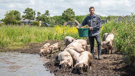 Dirk Koolen: „Het Nederlands Landvarken kan hier rustig groeien; daardoor is het vlees malser.”