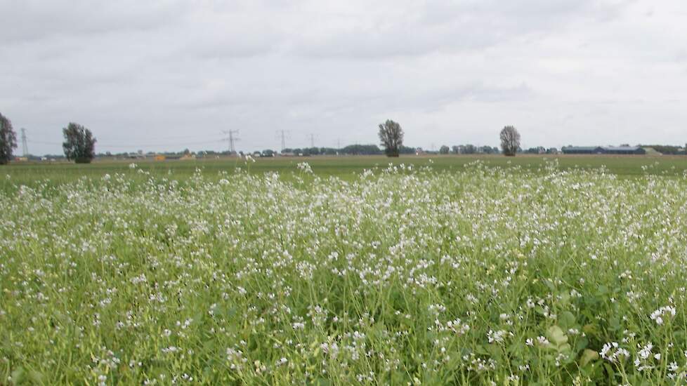 Bladrammenas groenbemester