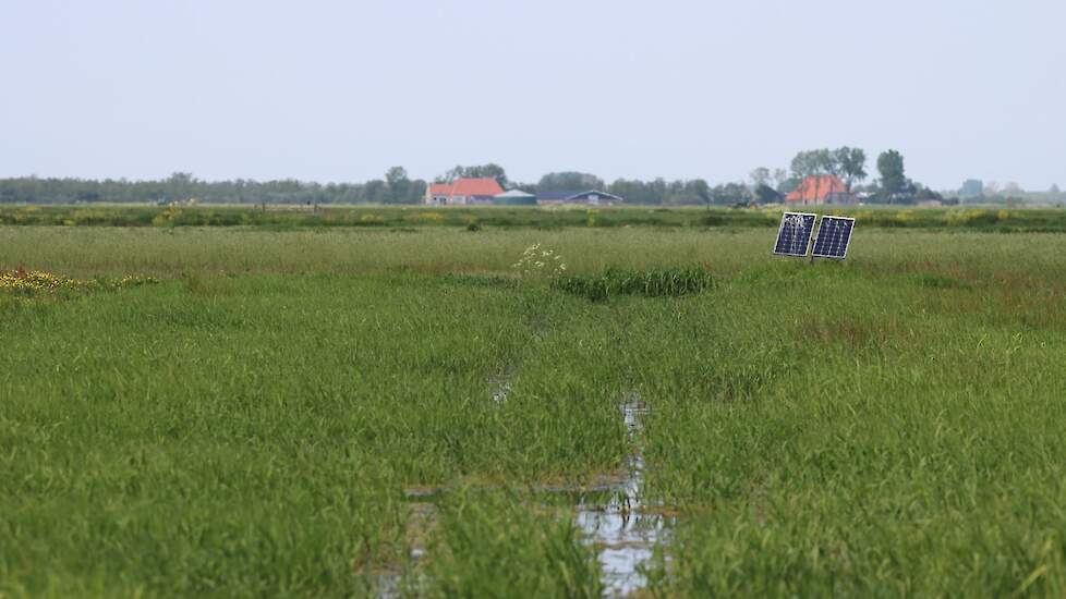 Veenweidegebied Friesland omgeving Aldeboarn