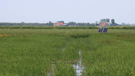 Veenweidegebied Friesland omgeving Aldeboarn