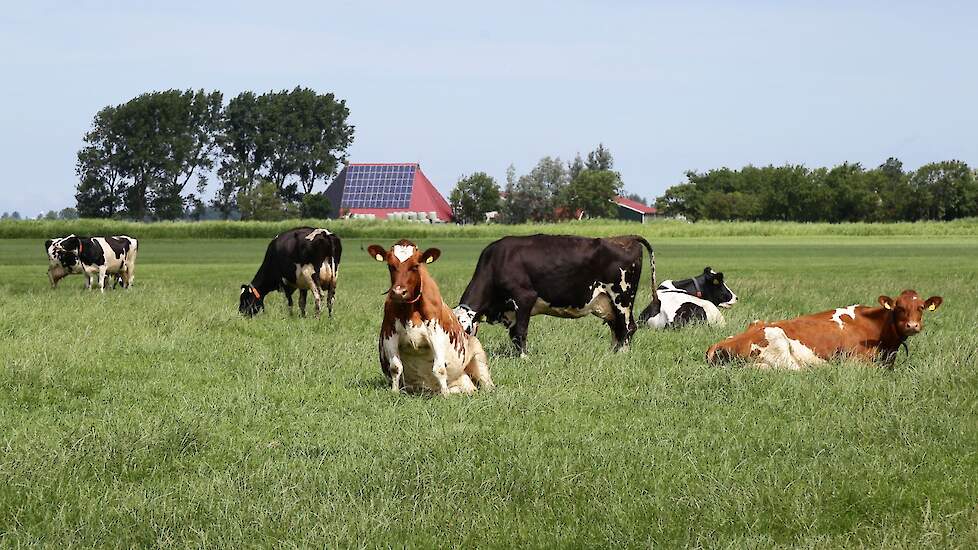 melkkoeien grazen in weiland Friesland