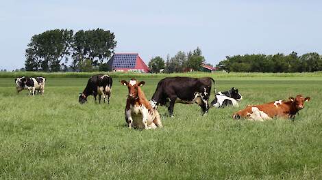 melkkoeien grazen in weiland Friesland