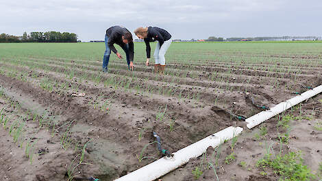 Landbouwbedrijf Van 't Hof past fertigatie toe.