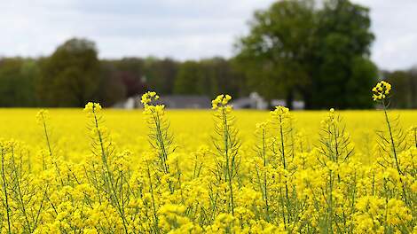 veld met koolzaad