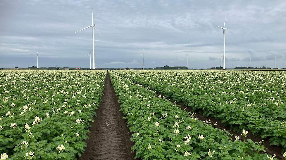 Aardappelen gepoot op een niet geploegd perceel.