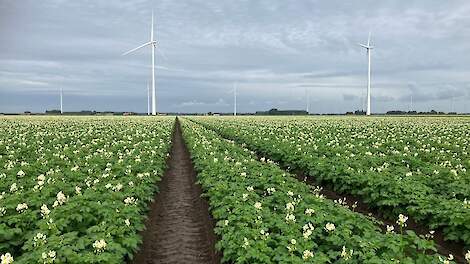 Aardappelen gepoot op een niet geploegd perceel.