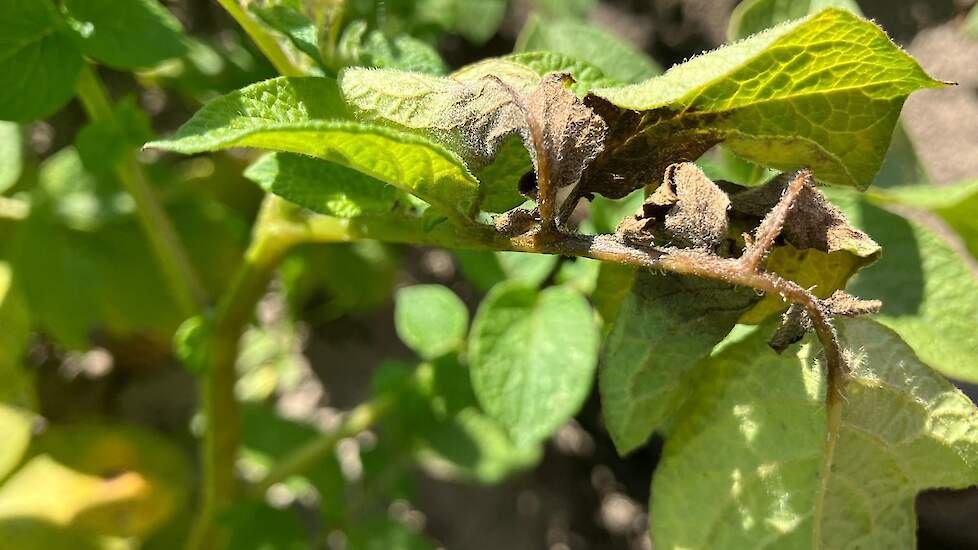 Nadat bio-percelen zijn afgemeld bij Skal mogen ze tegen phytophthora worden behandeld met middelen die in de gangbare aardappelteelt zijn toegestaan.