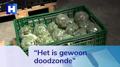 20 ton 'net niet perfecte' broccoli over, wie biedt?