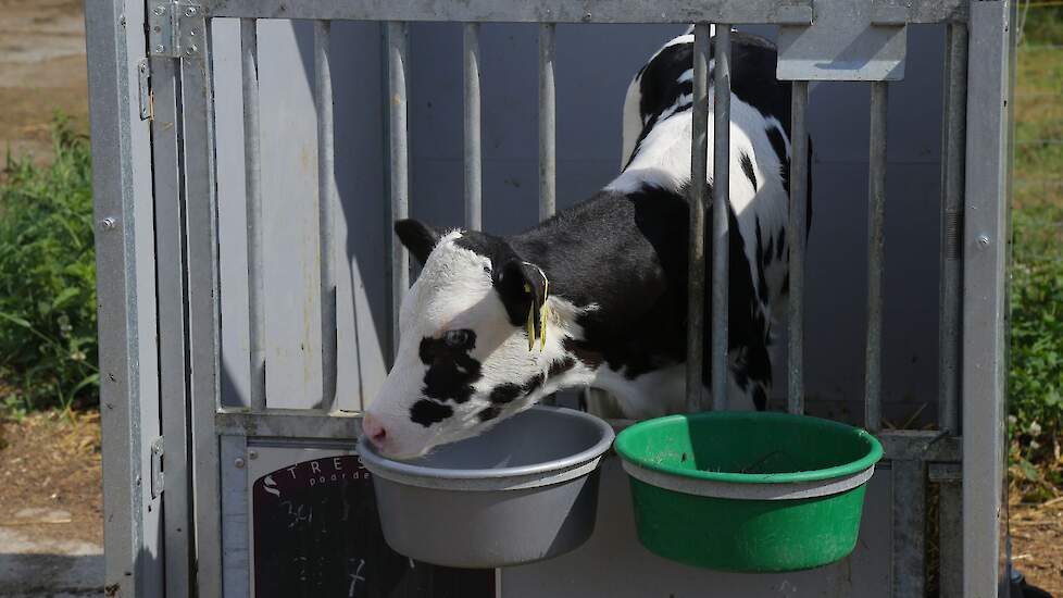 Kalveren kunnen al vanaf de eerste levensdagen extra water opnemen, naast melk.