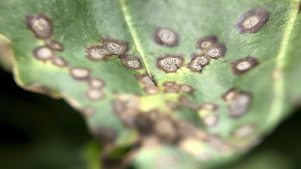 Bladvlekken veroorzaakt door cercospora. Kenmerkend zijn de witte sporen op de zwarte sporendragers.