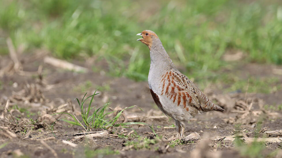 De patrijs is een kwetsbare akkervogel. De soort gedijt het beste in kleinschalig cultuurlandschap.