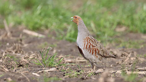 De patrijs is een kwetsbare akkervogel. De soort gedijt het beste in kleinschalig cultuurlandschap.