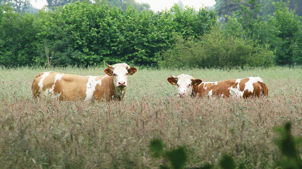 De Natuurherstelwet moet de natuur en biodiversiteit in Europa verbeteren. Ook in landbouwgebieden.