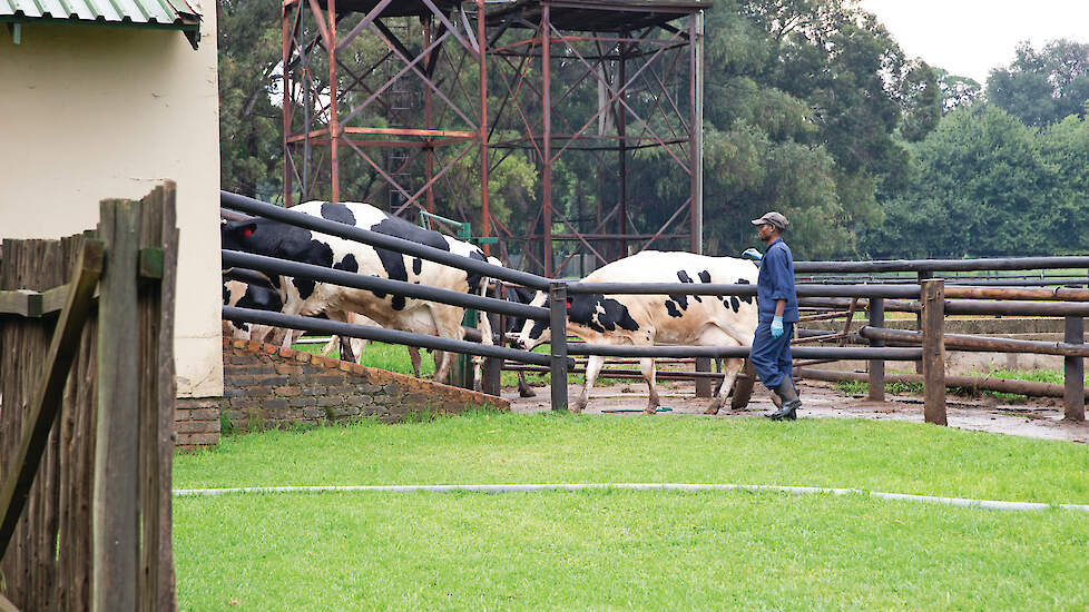 Een medewerker leidt de koeien uit de kraal de melkstal in.