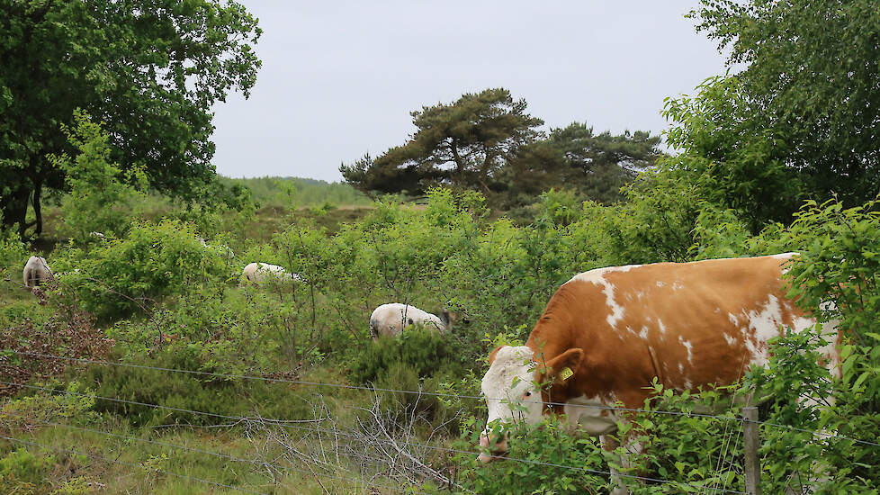 Over 6 jaar moet 30 procent van de Nederlandse natuurgebieden in goede staat zijn. Over 26 jaar moet dat 90 procent zijn; ook buiten de Natura 2000-gebieden.