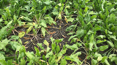 Een plek bieten met verwelkt loof, veroorzaakt door rhizoctonia.