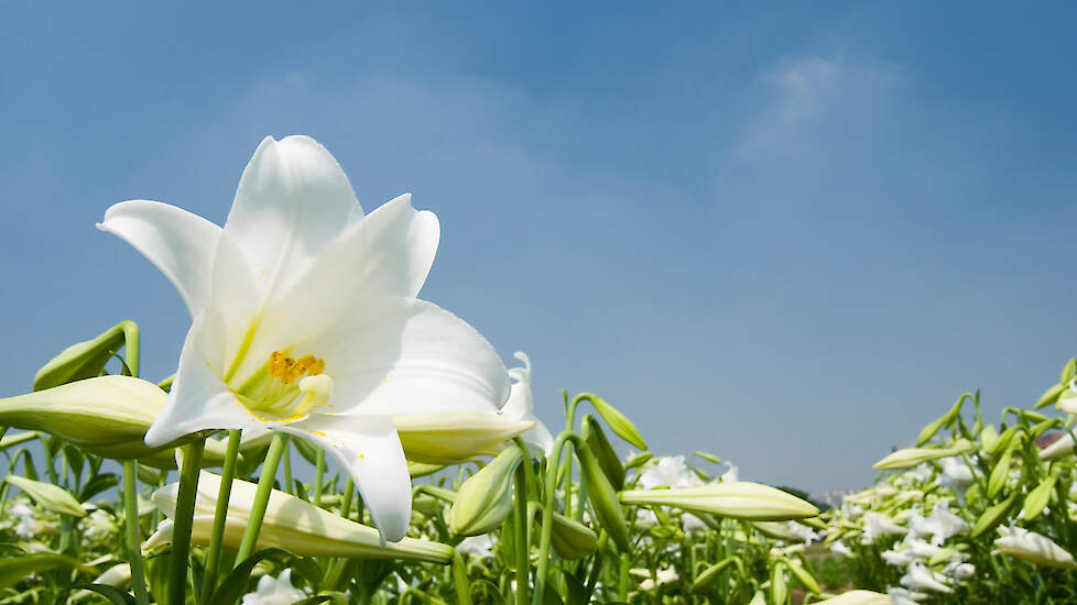 Witte bloeiende lelie in veld