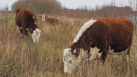 Hereford koeien.