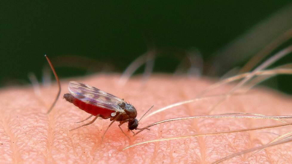 Het blauwtongvirus wordt overgebracht door knutten.