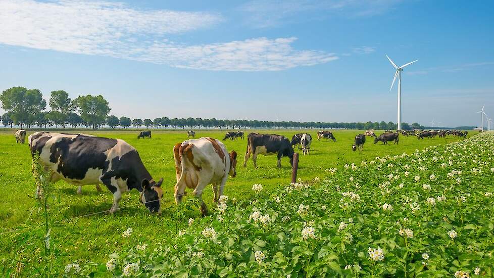 Cows grazing in a green meadow in summer