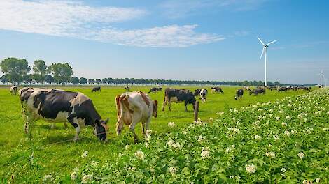 Cows grazing in a green meadow in summer