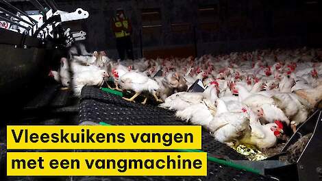 Vangen van vleeskuikens met een vangmachine