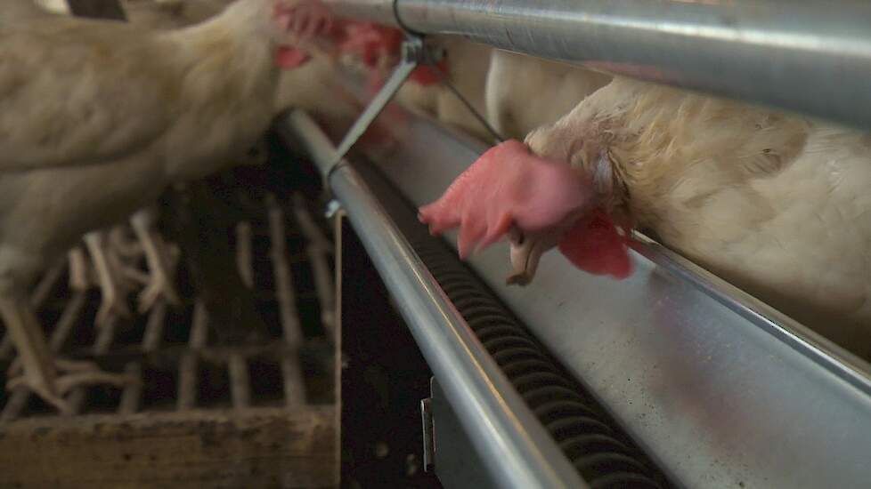 De voederconversie bij leghennen kan worden verbeterd door het voeren van levende larven van de zwarte soldatenvlieg.