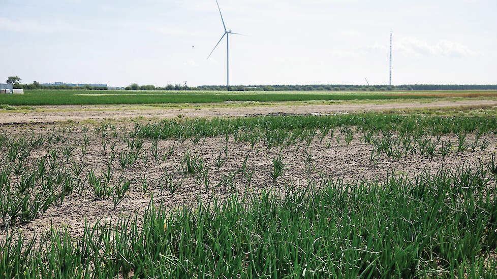 Een groot proefveld is volledig verloren gegaan door de bonenvlieg.