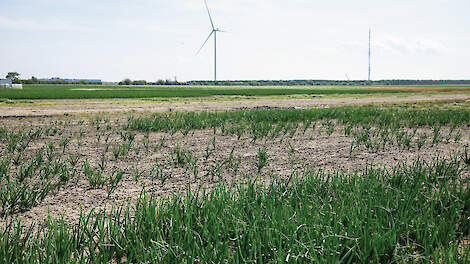 Een groot proefveld is volledig verloren gegaan door de bonenvlieg.