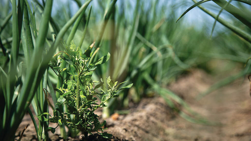 „Als bodemherbiciden niet op tijd worden ingezet en door droogte slecht werken, ontglipt klein kruiskruid en wordt het lastig.”