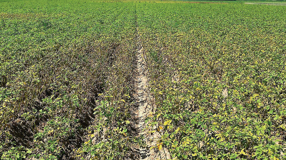 Phytophthora heeft deze zomer flink om zich heen gegrepen.