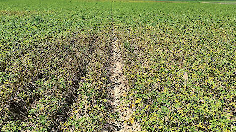 Phytophthora heeft deze zomer flink om zich heen gegrepen.