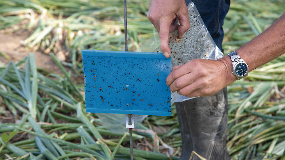 Agrifirm en HLB De Groene Vlieg bieden de Tripscoach aan. Deze geeft een indicatie van de populatieontwikkeling en wanneer het beste moment is om in te grijpen. Ze doen dat op basis van monitoring en modelberekeningen. De Groene Vlieg plaatst hiervoor spe