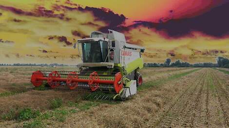 Koolzaadoogst met drie combines op een veld
