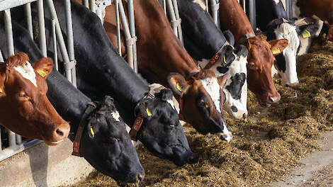 Verduurzamen is in de melkveehouderij gericht op betere benutting van ruwvoer.