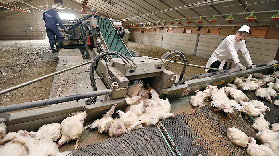 Bij het laden van vleeskuikens zet pluimveeservicebedrijf Den Ouden waar het mogelijk is vangmachines in.