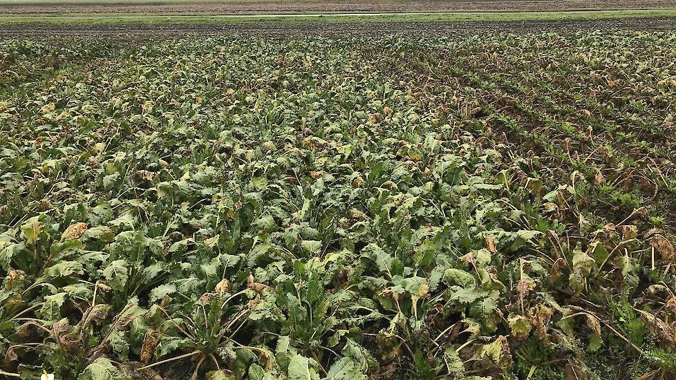 Percelen die half oktober nog de grond bedekt hebben met groen loof, zullen zonder noemenswaardige schade aan de suikeropbrengst de oogst halen. Een zware aantasting (rechts) van cercospora is niet meer weg te spuiten.