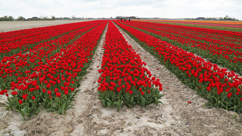 In 2020 bedroeg het areaal tulpen in Nederland nog 14.900 hectare. Daarna zakte het naar 14.000 hectare in 2022, tot ruim 13.000 hectare in het afgelopen jaar.