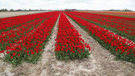 In 2020 bedroeg het areaal tulpen in Nederland nog 14.900 hectare. Daarna zakte het naar 14.000 hectare in 2022, tot ruim 13.000 hectare in het afgelopen jaar.