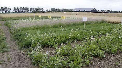 Foto ter illustratie: proefvelden met groenbemesters.