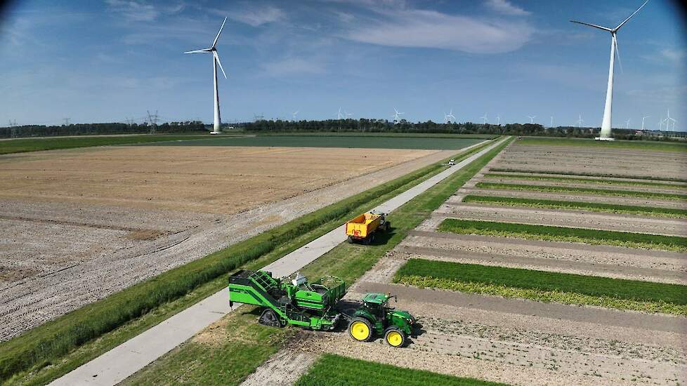 Phytophthora-resistente aardappeloogst in Lelystad