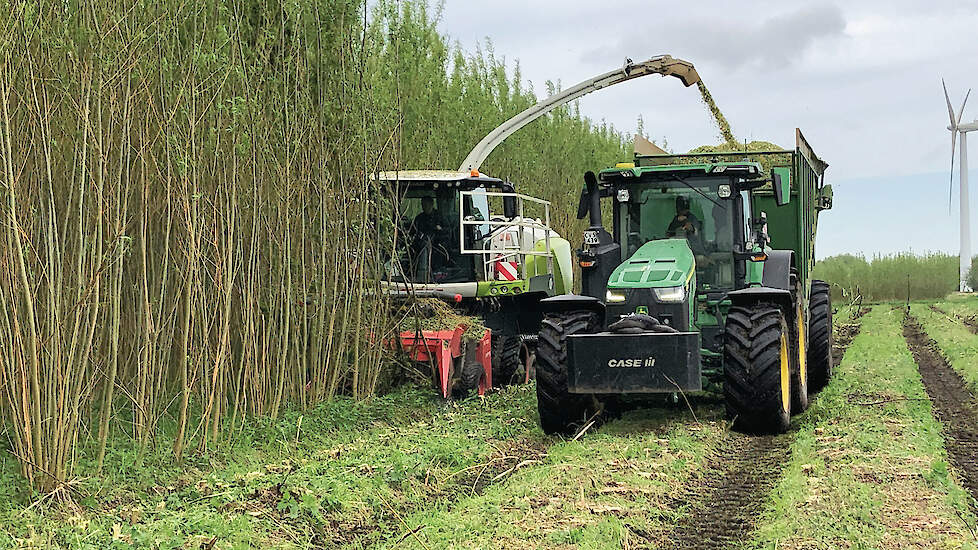 Het oogsten van de wilgentenen gebeurt om het jaar. Vaker is niet nodig en minder vaak is onwenselijk, want dan worden de stammen en stobben te dik. De opbrengst is 12 tot 15 ton droge stof per hectare.