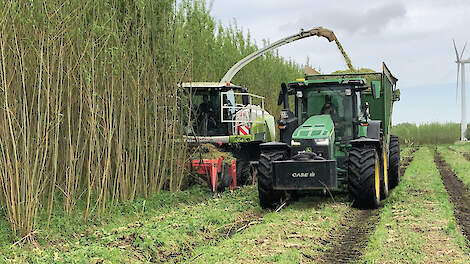 Het oogsten van de wilgentenen gebeurt om het jaar. Vaker is niet nodig en minder vaak is onwenselijk, want dan worden de stammen en stobben te dik. De opbrengst is 12 tot 15 ton droge stof per hectare.