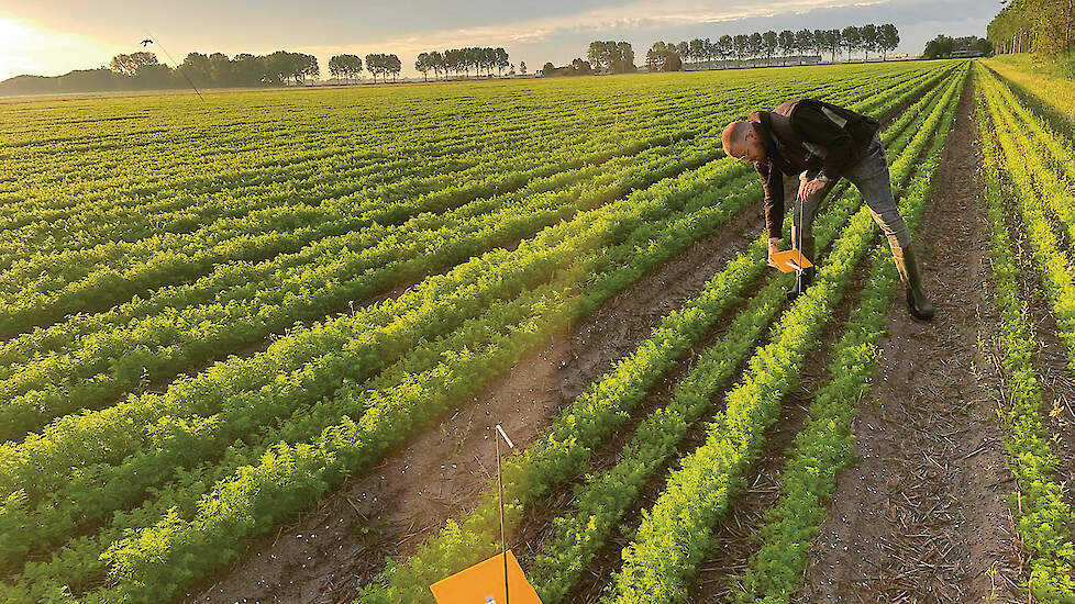 De bekende ‘Goudval’ in het veld. Meteen vanaf opkomst tot aan enkele weken voor de oogst is het zaak om de ontwikkeling van de populatie goed te blijven volgen.