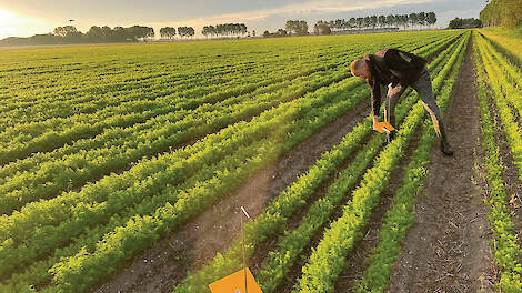 De bekende ‘Goudval’ in het veld. Meteen vanaf opkomst tot aan enkele weken voor de oogst is het zaak om de ontwikkeling van de populatie goed te blijven volgen.