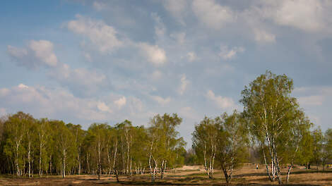 Landschap met heide, zandduinen en berken - Simon Maas via iStock