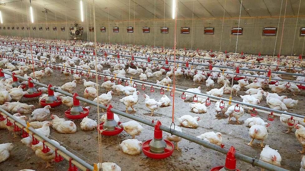 Vlaamse supermarkten schakelen in 2026 over naar kip van trager groeiende vleeskuikens van het European Chicken Commitment (ECC)-concept.