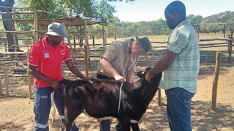 Een medewerker van PUM meet de ontwikkeling van een kalf op een melkveebedrijf in Zimbabwe. Een kalf dat achterblijft in de groei krijgt niet altijd extra aandacht.