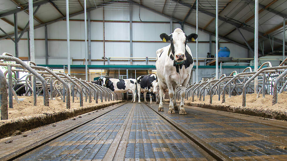 De Bleu Label-vloer bevat drie urinegoten. Daarin wordt urine zo snel mogelijk van de vloer afgevoerd.